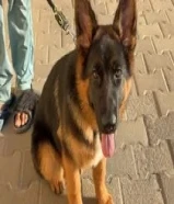 anللبيع يرو ذكر جيرمن شيبرد german shepherd