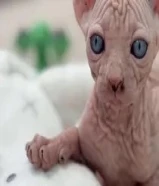 لعشاق النوادر..للبيع قطط سفينكس ( الفرعوني )66575632