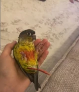 طير ربوه كنيور