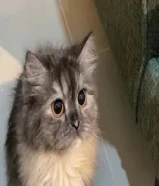 قطة شيرازي كيوت وجميلة للتبني92253941