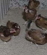 دجاج عربي قديم