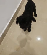 للبيع كلب بوديل ذكر لون اسود