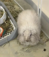 للبيع أرنب مني لوب