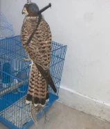 بواشق 4 للبيع