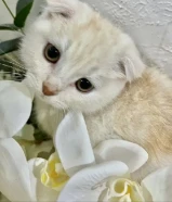 للبيع قطط ذكور سكوتش فولد شيرازي