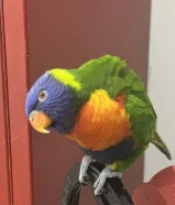 للبيع لورى رينبو قمه بالربوه