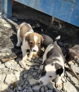 كلاب جرو للبيع