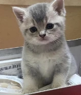 قطط للبيع 3 وحده صغيره واثنين كبار