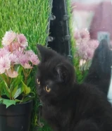 للبيع سكوتش فولد ستريت 2025