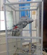 كاسكو يتكلم للبيع