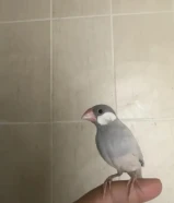 للبيع جاوا اوربي ربوه 100%