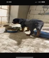 كلب روت ويلر العمر اربع اشهر