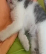 سكوتش فولد عمرو شهرين للبيع 75kd