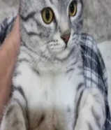 MONTHS OLD MALE CAT FOR ADOPTION FREE مجانا للتبني: قط ذكر عمره 8 أشهر، مجانًا لمنزل محب