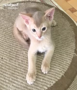 لي اصحاب الذوق والنوادر Abyssinian kids