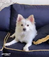 1 year old ( Japanese Spitz ) male dog