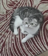 قطوة سكوتش فولد