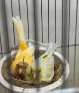 للبيع زوج كناري