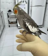 كروان ربوه مفيش عض