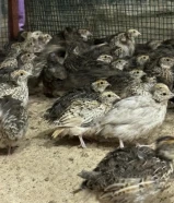 فري للعلف غير مطعم 110حبه ب 25 اطباق بيض اقل شي 10 اطباق .750 فلس الطبق