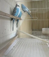 طيور بادجي منتجة