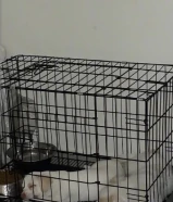 كلبين شيواوا