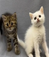 قطط للبيع قطوتين