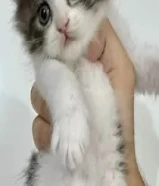 للتبني قطط شيرازي
