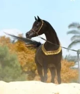 مطلوب خيل مصري ب 200