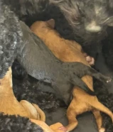 للبيع حجز بودل عمرهم اسبوعين6
