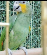 للبيع او للبدل امازون ربوه مايعض يلعب هادي يتكلم ..................................................