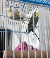 ثنين بادجي للبيع. اقرء الوصف