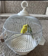 طيور حب عدد 2 مع القفص