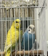 للبيع طيور كناري نظاف