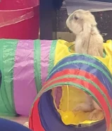 - أرنب هولندي قزم للبيع