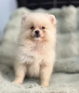 Quality bear type Pomeranian puppy
