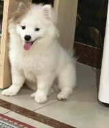 Pomeranian mix canine dog