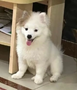 Pomeranian mix canine dog