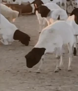 تصدير مواشي غنم و ثيران و ابل جزور من الصومال إلى كل دول مجلس التعاون الخليج والعراق