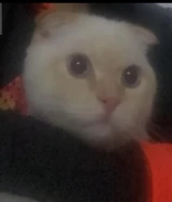 تبني قطط كوتش فولد قولدن شيدد