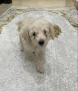 ذكر بودل عمره شهرين