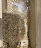 هامستر رمادي مع بيته و العابه العمر شهرين تقريبا