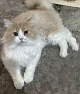 قط مكس جميل جدا