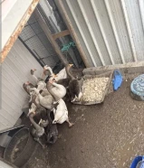 للبيع وز كندي 12 حبه الوز على 8