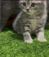 كيتن سكوتش فولد