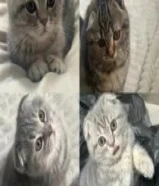 قطط سكوتش فولد