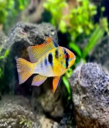 Pea Puffer & Dawrf Cichlids for sell