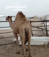 للبيع قعود