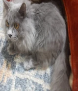 قطه للتبني في اسرع وقت