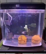 AQUARIUM 38x42x20CM COMPLETE